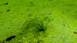 Algae of the Black Sea. Green algae (Ulva, Enteromorpha) on the seabed in the Black Sea