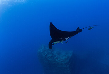 Wall Mural - Black Manta Ray at Islas Revillagigedos, Mexico