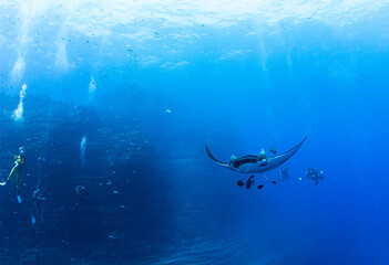 Wall Mural - Manta Ray at Isla Revillagigedos, Mexico