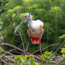 Roseate Spoonbill At The Rookery