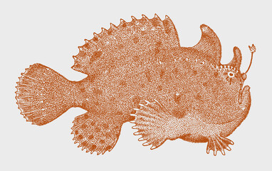 Wall Mural - Striated frogfish antennarius striatus, marine fish in side view