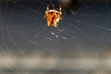 L'araignée Dans Sa Toile
