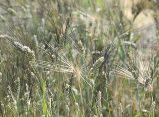 ears of wheat of an ancient italian grain called SENATORE CAPPELLI in the cultivated field