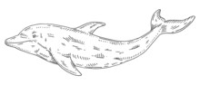 Whole Fresh Dogfish Shark On White. Vintage Engraving Monochrome Black Illustration.