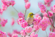Japanese White-eye On Plum Blossom Tree