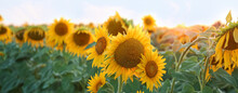 Beautiful Sunflower Field On Summer Day