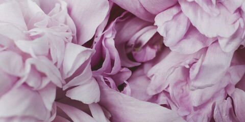  Macro pink peony floral background pattern. Flower petals close-up view.