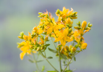 Close-up St. John's Wort flower. ( Hypericum perforatum ) 