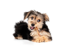 Cute Puppy With Dental Stick In Mouth And Looking At Camera. Fluffy Puppy Teething. 4 Months Old Male Morkie Dog Lying Down While Chewing Happy On A Chew Stick. Black And Brown Color. Selective Focus.