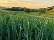 canvas print picture - Schwäbische Toskana - Getreidefeld verläuft bis in den Horizont, zwei Furchen spaltet das Feld mit den hochgewachsenen Ähren, hügelige Baumreihe im Hintergrund, blauer Himmel, Sonnenuntergang