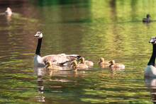 Country Goose Family
