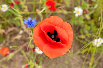 Wall Mural - red poppy flower in the middle of a flower field flower portrait, natural 