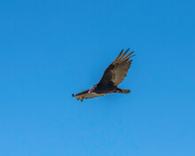 A Turkey Vulture (Cathartes Aura) Flies Over Lake Cachuma In Santa Barbara County, CA.