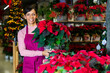 Hispanic woman home plants store worker holding pot with plant in salesroom during christmas sale and looking in camera.