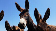 Domestic Donkeys Look Into The Camera And Walk Along The Road To The Field In The Village