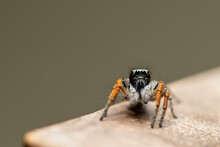A Closeup Of A Small Orange Spider With Big Cute Eyes. Macro, Selective Focus, Top View