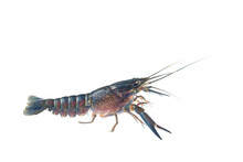 Blue Crayfish, Fresh Water Lobster. Red Claw Crayfish Alive Or Fash Water Lobster Alive Set On Isolate White Background