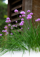 Wall Mural - Chive plant with purple blooms in a cloud of white cottonwood seed. 
