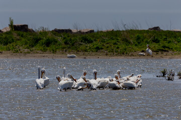 Wall Mural - The flock of American white pelicans (Pelecanus erythrorhynchos)  resting on a shore of lake Michigan.