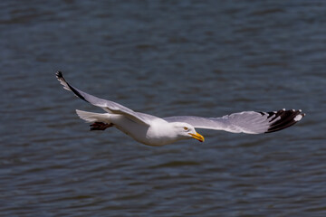 Wall Mural - The Herring gull (Larus argentatus) in flight