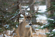 White-tailed Deer (odocoileus Virginianus) Buck With Antlers Wildlife Portrait In The Forest. Canadian Parks And Hunting Game