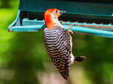 Close Up Shot Of Red-bellied Woodpecker On Bird Feeder