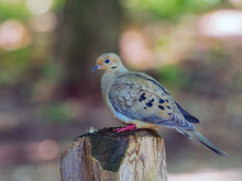 Close Up Shot Of Mourning Dove