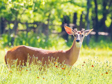 Sunny View Of The White-tailed Deer