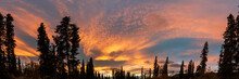 Panoramic Sunset Sky With Pink, Oranges Colors With Spruce Trees In View. 