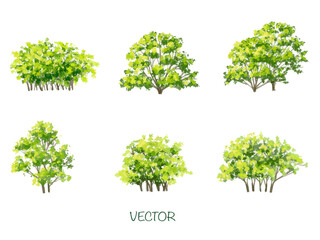 Wall Mural - vector watercolor of tree side view isolated on white background for landscape and architecture draw