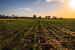 Closeup view of Midwestern soy field in spring at sunset