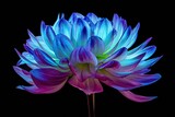 Fototapeta  - Dalia - kwiat na czarnym tle podświetlony światłem led