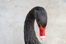 Close-up Of Black Swan Head