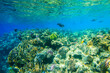 © olyasolodenko - Different tropical fish at coral reef in the Red sea in Ras Mohammed national park, Sinai peninsula in Egypt