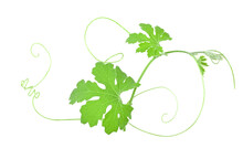 The Mustache Of The Gourd With Shape Curve Spiral And Leaves On White Background.