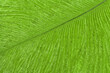 Texture of bright green tropical bird feather, background macro. Structure of olive fluffy plumage.