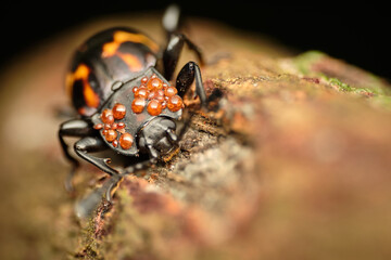 Wall Mural - japanese knotweed leaf beetle gallerucida bifasciata