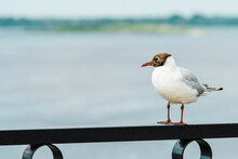 A Seagull Is Resting On A Metal Fence. The Bird Stands On The Railing Against The Backdrop Of The Bay. Foreground.