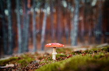 Fly Agaric Forest Mushroom In Fall Season.