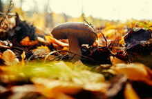 Bolete Forest Mushroom In Fall Season.