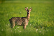 Playful Young Roebuck In Spring Meadow