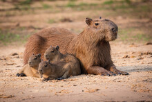 Moma Capybara With Three Cubs.