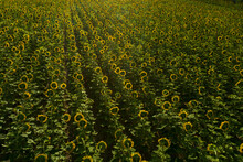 Summer Sunrise Over Sunflower Field - Stock Photo