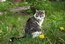 Grey Tabby Cat Sitting On Grass Near Dandelion Flowers In The Garden