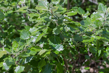 branches of white poplar with young leaves, close-up