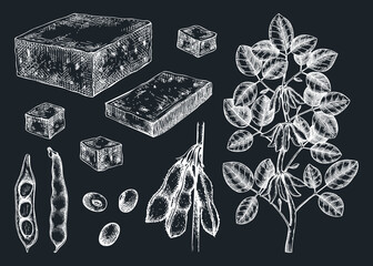 Tofu sketches collection on chalkboard. Sketched vegan vector food illustrations. Traditional Asian food ingredients. Tofu, soybeans, soya plant for packaging, menu, recipe, and product design