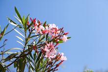 Pink Flowers On Oleander Tree On Blue Sky  On Sunny Day As Natural Floral Background