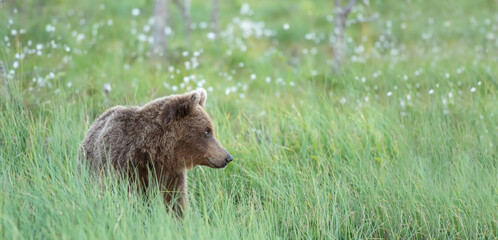 Wall Mural - young brown bear (ursus arctos) is sitting in tall grass on a finnish bog