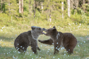 Wall Mural - Two young Brown Bears playing in the middle of the cotton grass on a Finnish bog