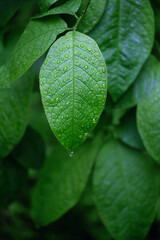 Canvas Print - raindrops on green leaves close up, natural dark green background. ecology, organic, earth day. save earth, pure water concept.